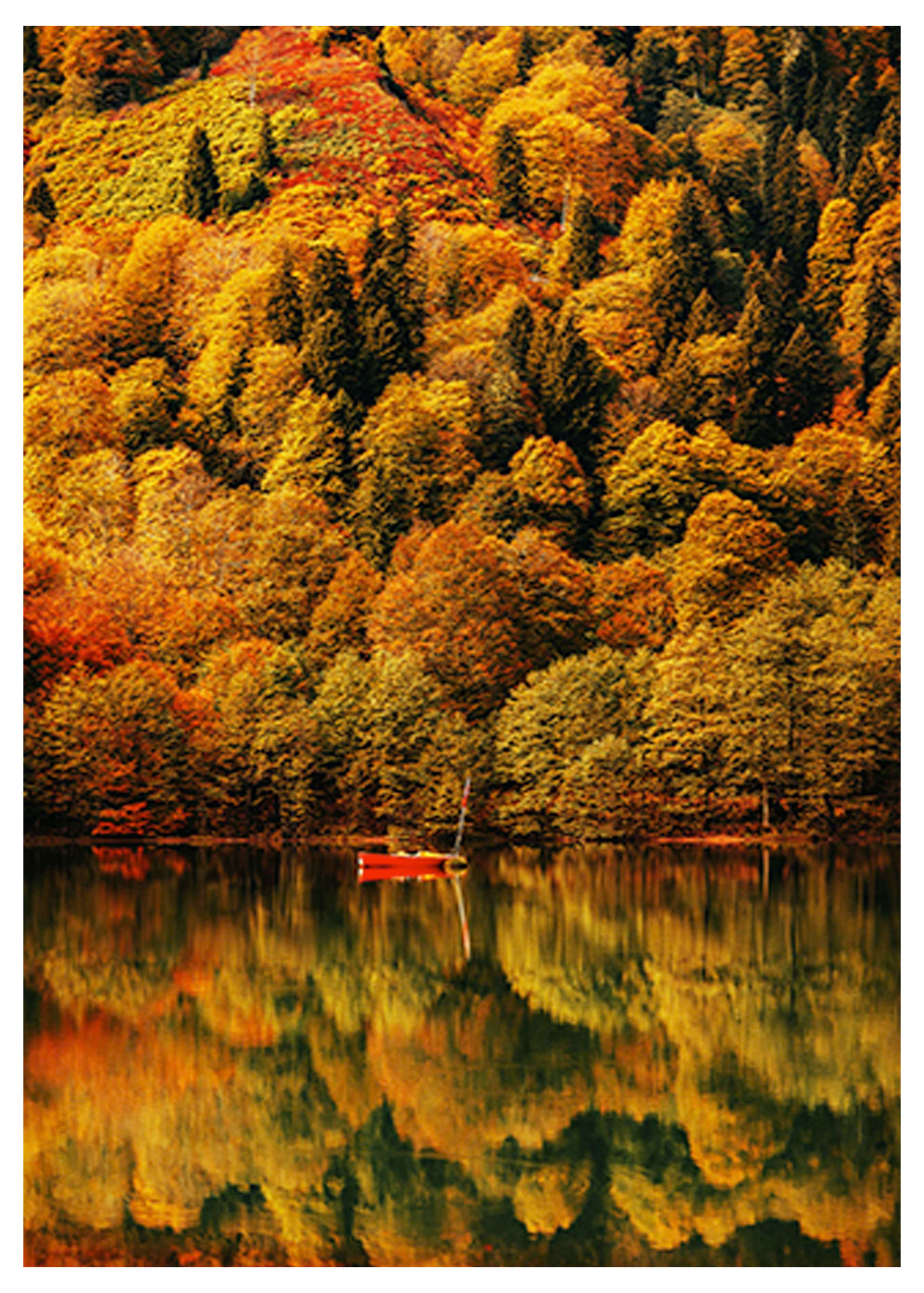 Autumnal Red Forest Poster - Hakyarts