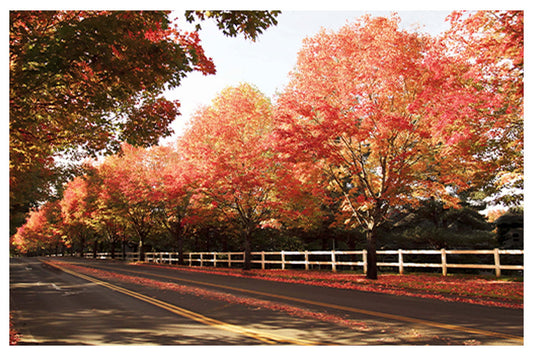 Autumnal Road No 2 Poster - Hakyarts