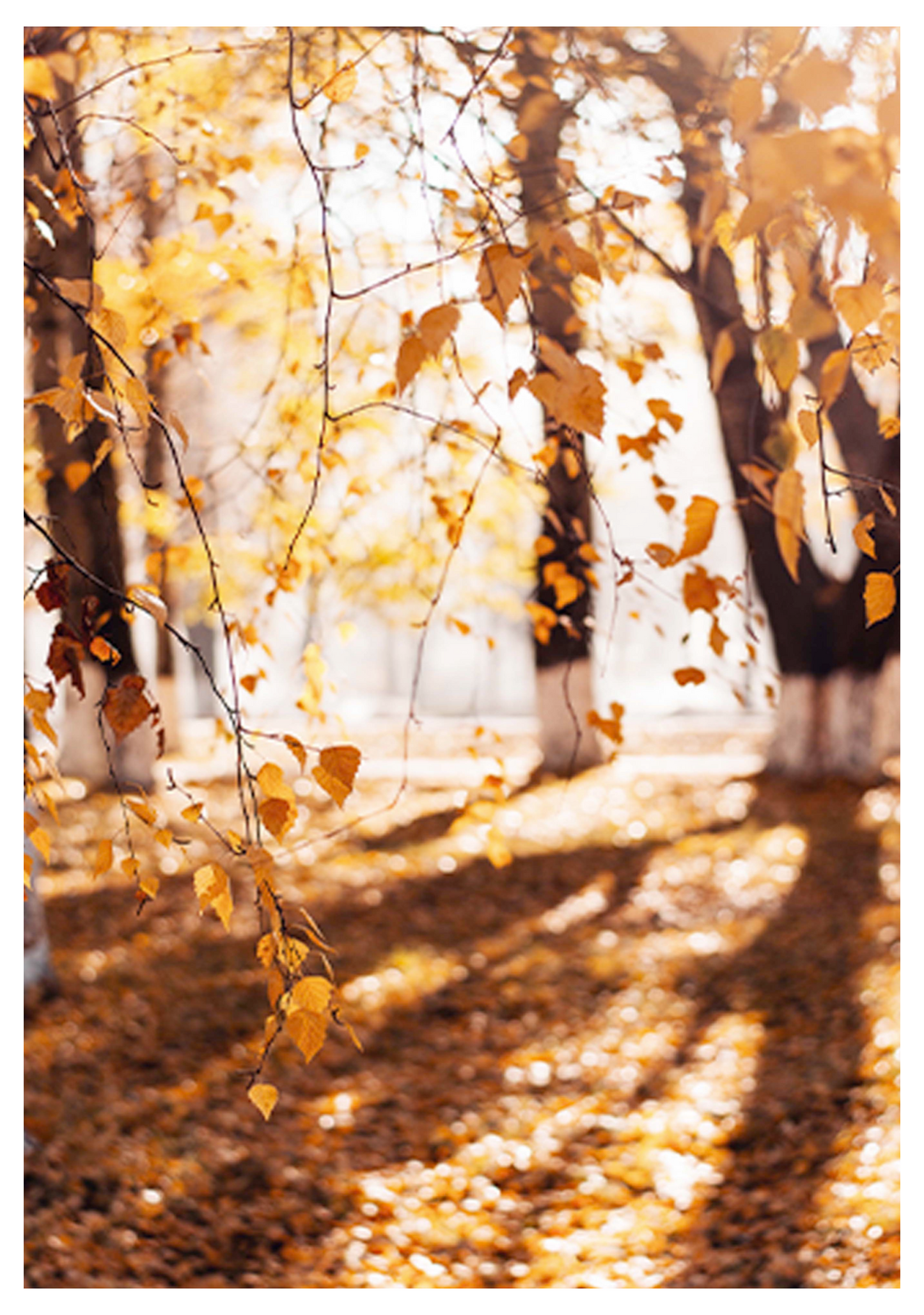 Autumnal Sunray Poster - Hakyarts