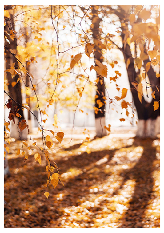 Autumnal Sunray Poster - Hakyarts