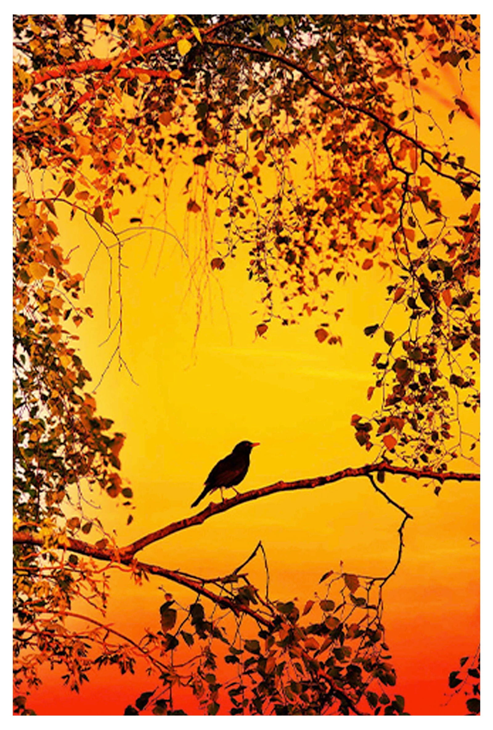 Bird On A Branch Poster - Hakyarts