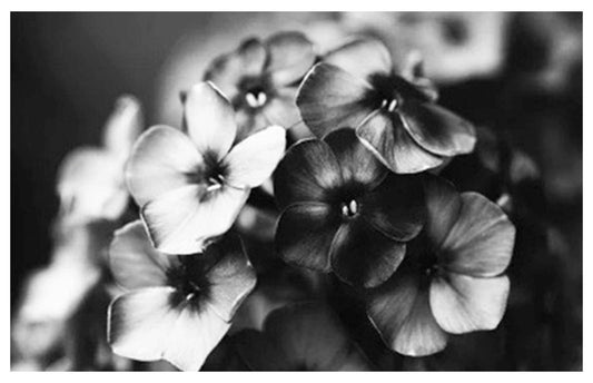 Black and White Lilac Poster - Hakyarts