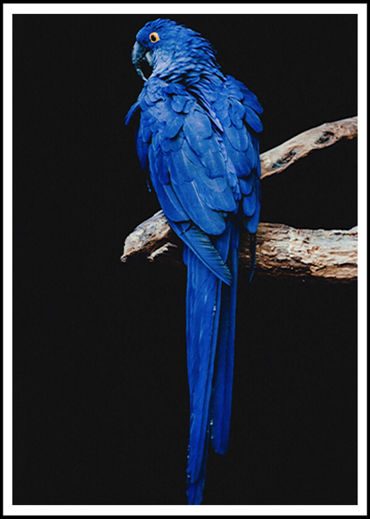 Blue Parrot Poster - Hakyarts