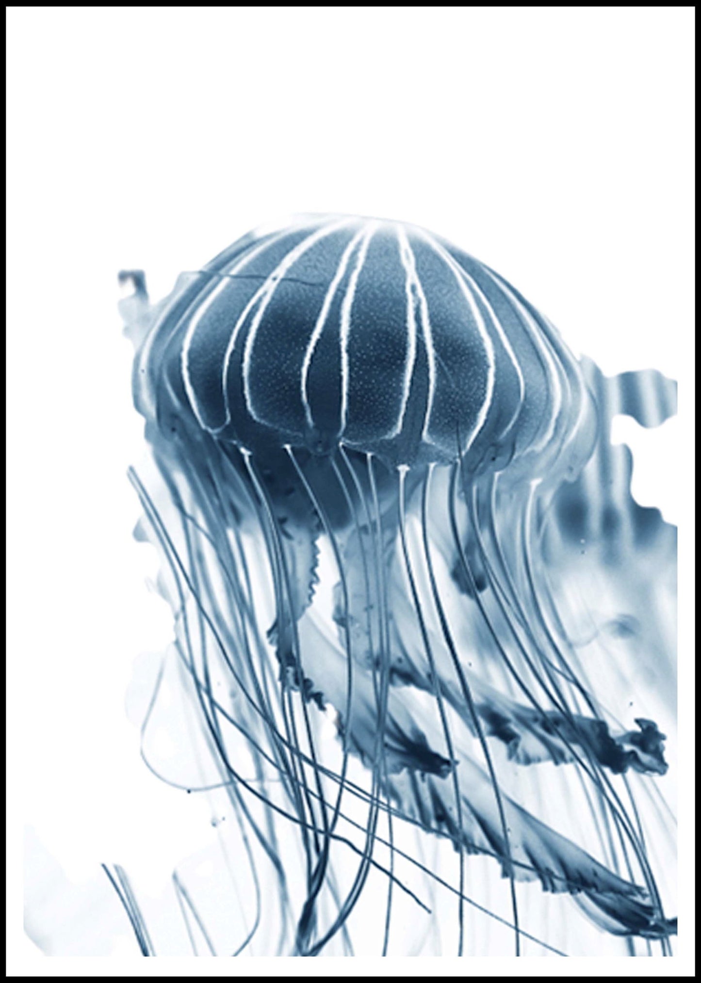 Blue Sea Jelly Poster - Hakyarts