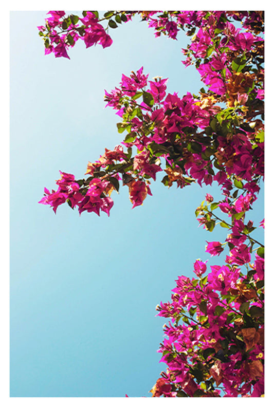 Butterfly Bush Pink Delight Poster - Hakyarts