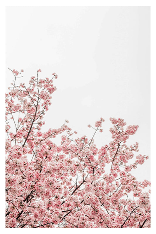 Cercis Canadensis Flowers Poster - Hakyarts