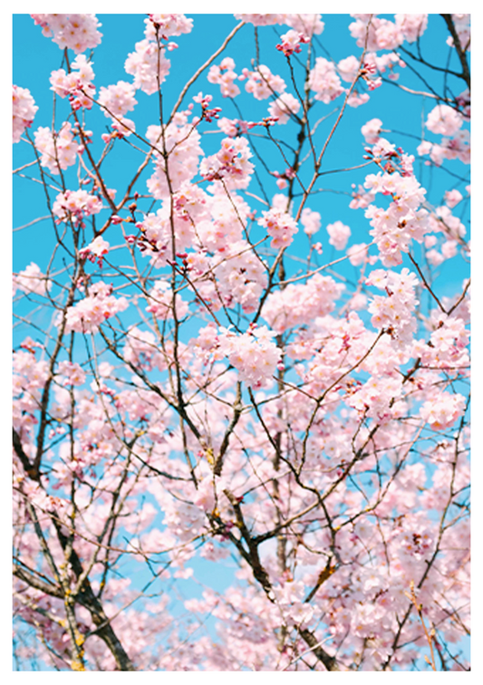 Cherry Blossom Flowers Poster - Hakyarts