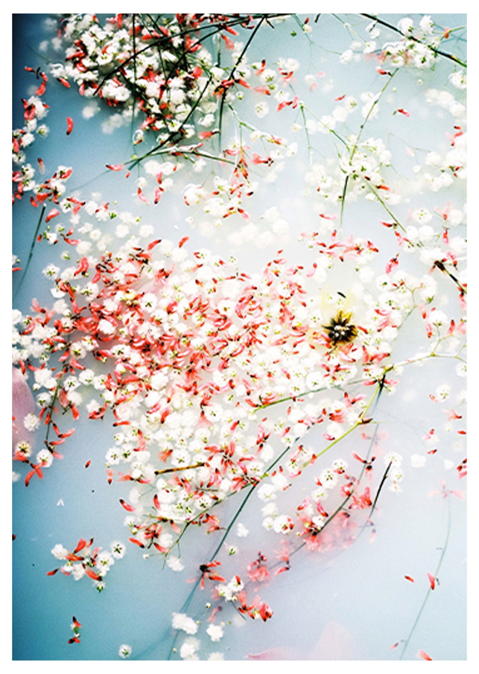 Cherry Blossom In Water Poster - Hakyarts