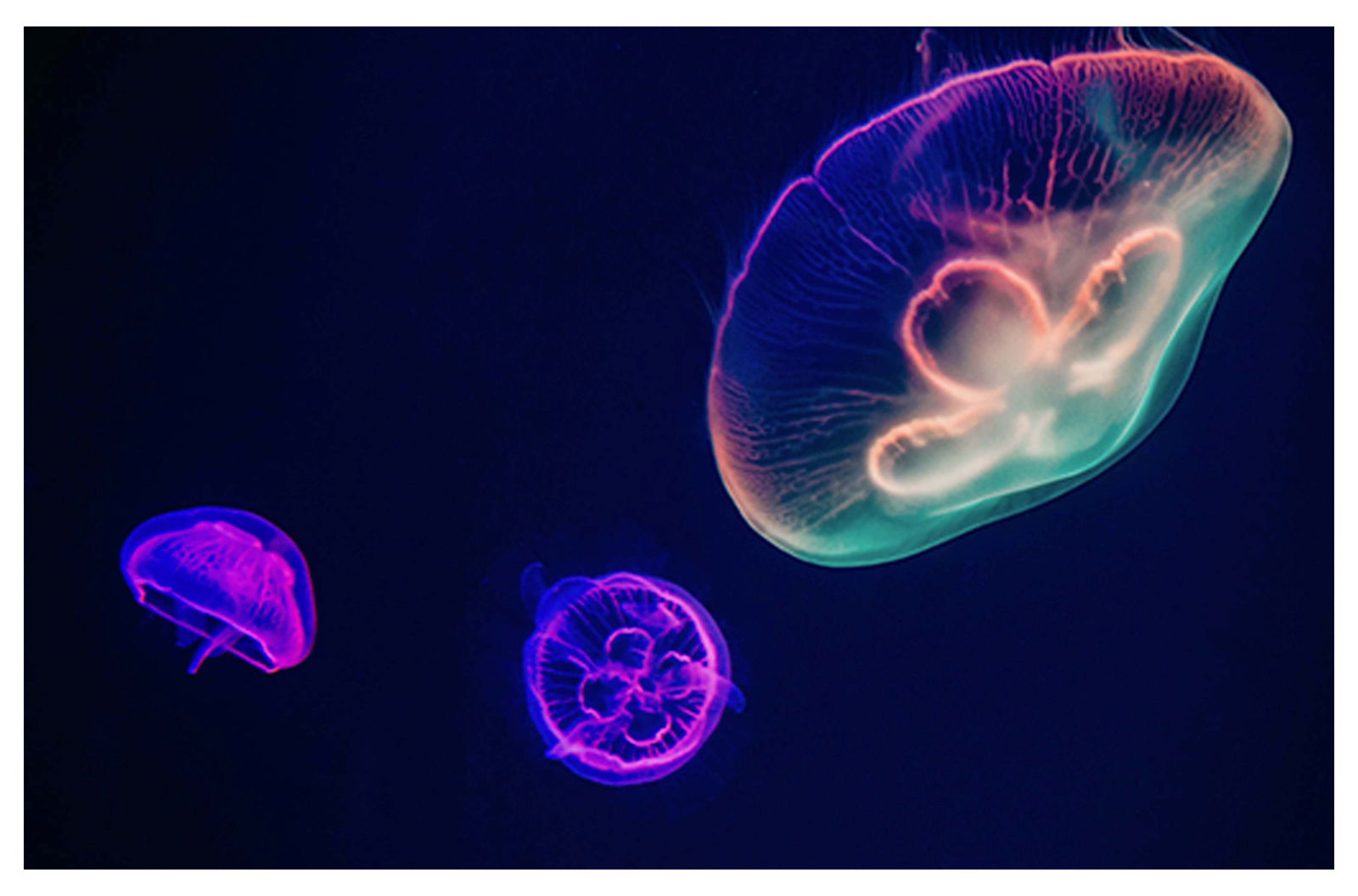 Colourful Sea Jellies Poster - Hakyarts