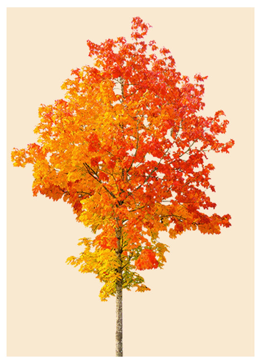 Colourful Tree Poster - Hakyarts