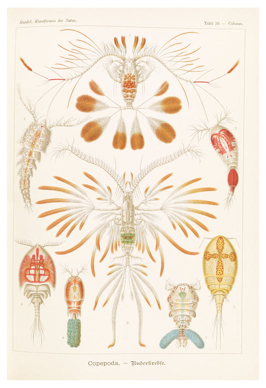 Ernst Haeckel - Copepoda 'Ruderkrebse'