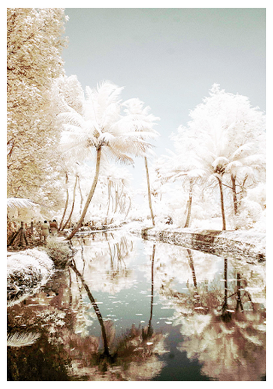 Cotton Trees Poster - Hakyarts