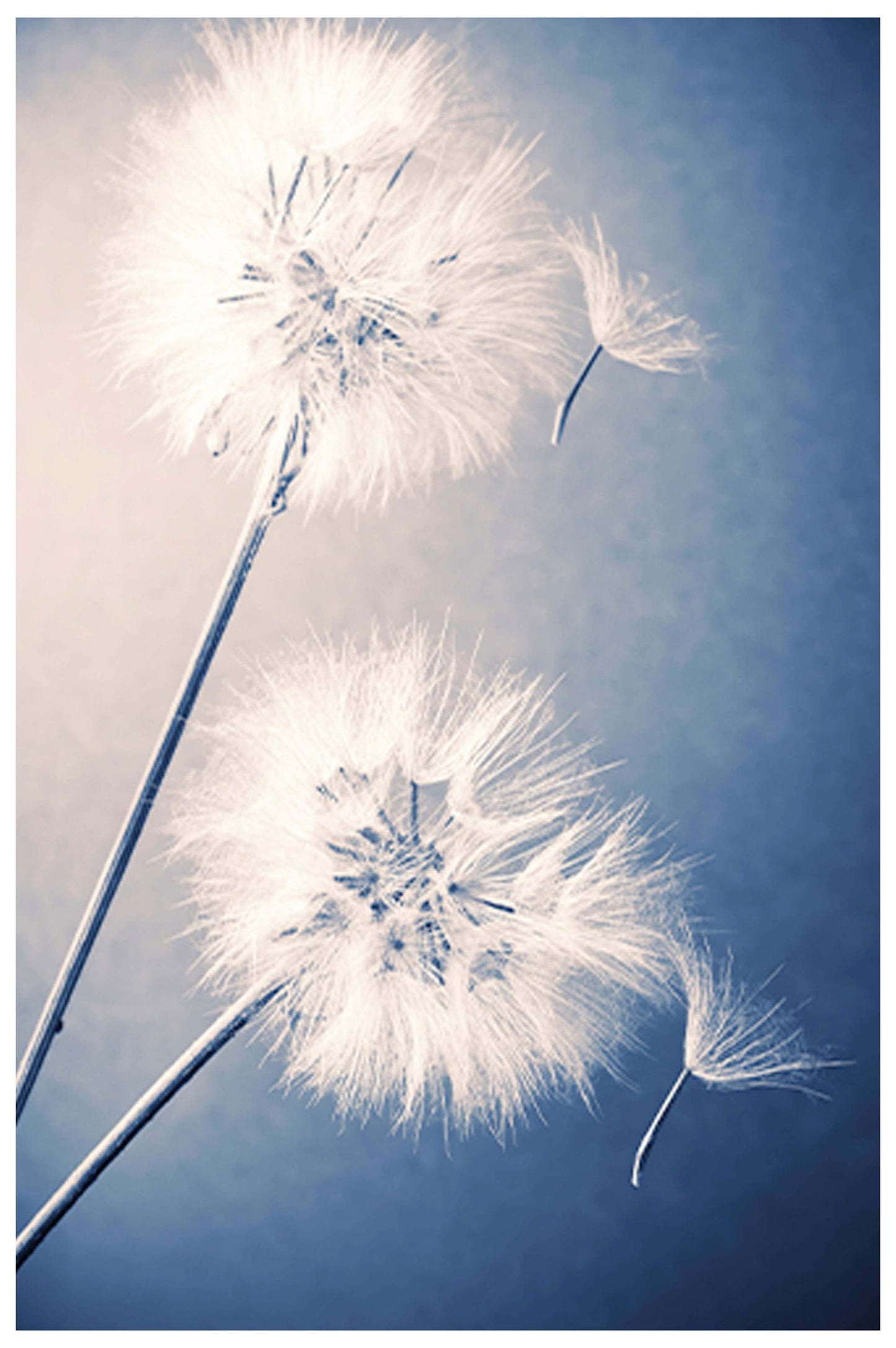 Dandelions Poster - Hakyarts