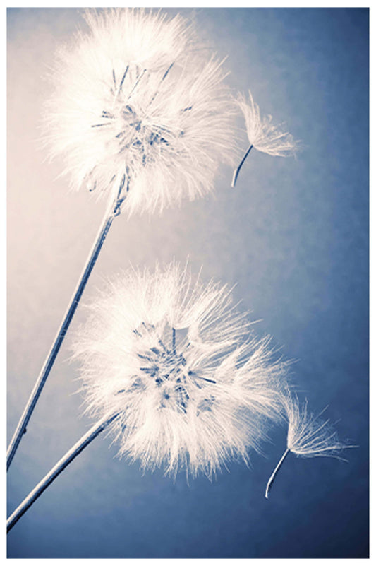 Dandelions Poster - Hakyarts