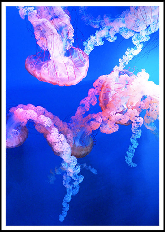 Deep Sea Jellies Poster - Hakyarts