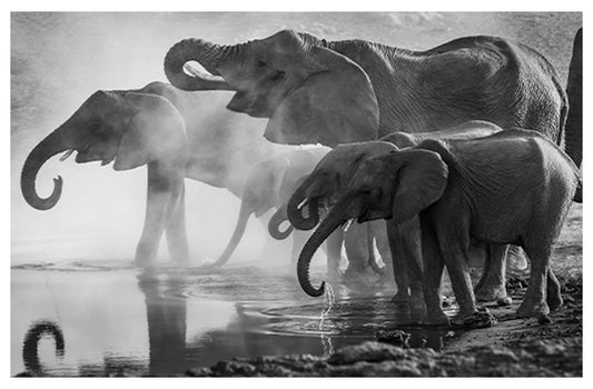 Drinking Elephants Poster - Hakyarts