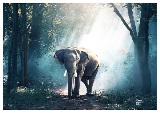 Elephant In The Amazonian Forest Poster - Hakyarts