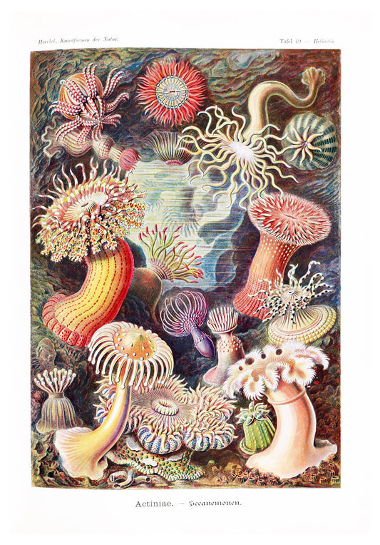 Ernst Haeckel - Actiniae 'Seeanemonen' - Hakyarts