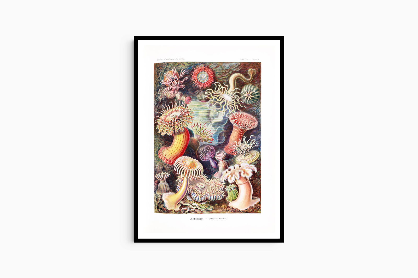 Ernst Haeckel - Actiniae 'Seeanemonen' - Hakyarts