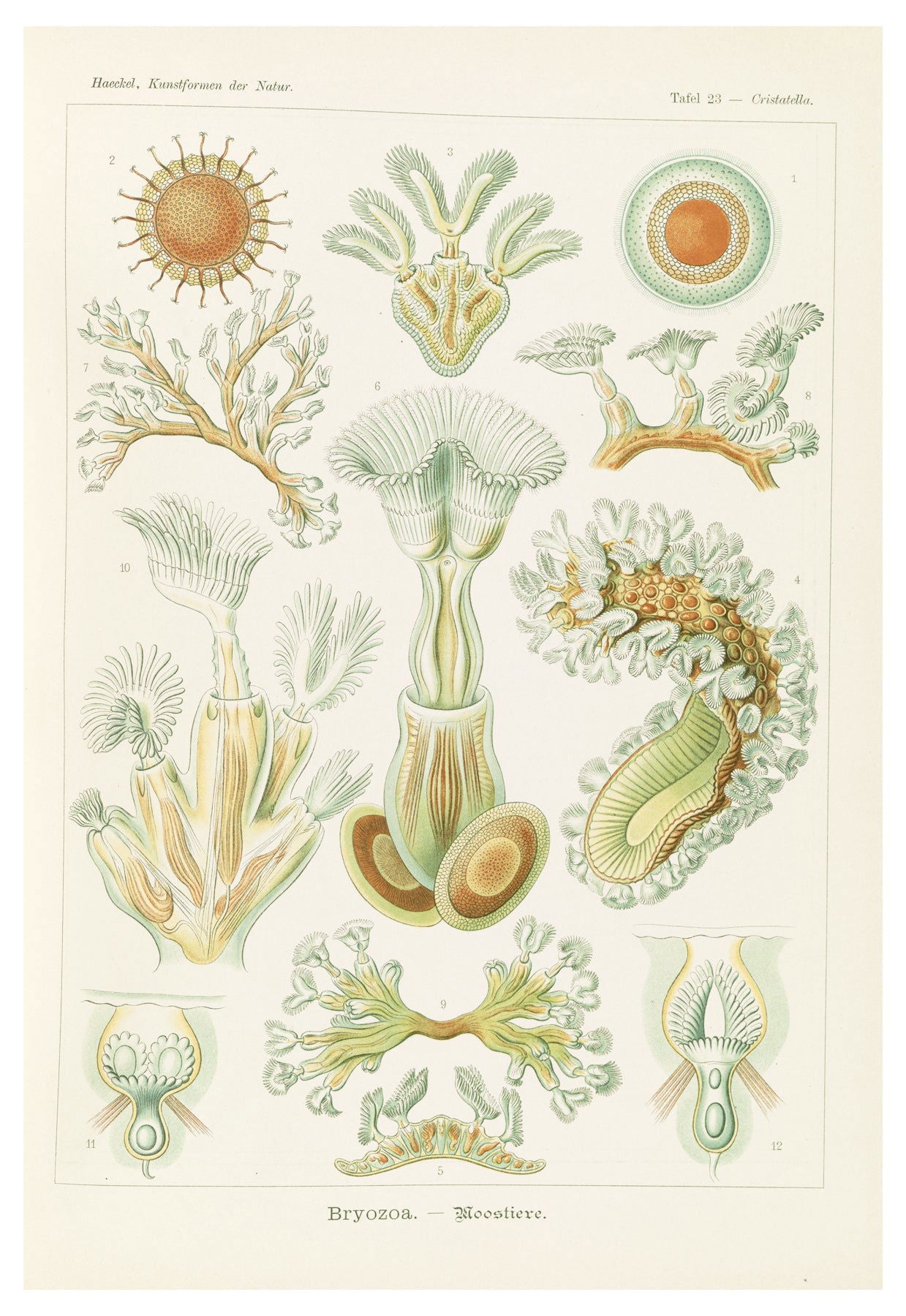 Ernst Haeckel - Bryozoa 'Moostiere' - Hakyarts