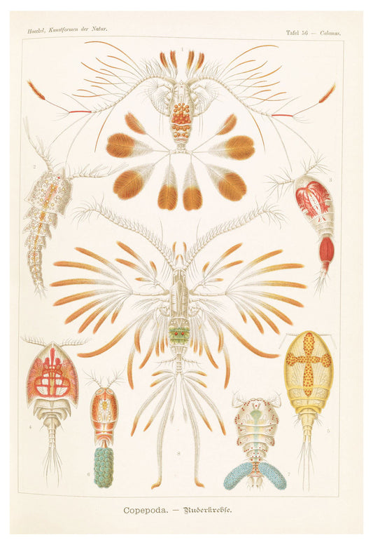 Ernst Haeckel - Copepoda 'Ruderkrebse' - Hakyarts