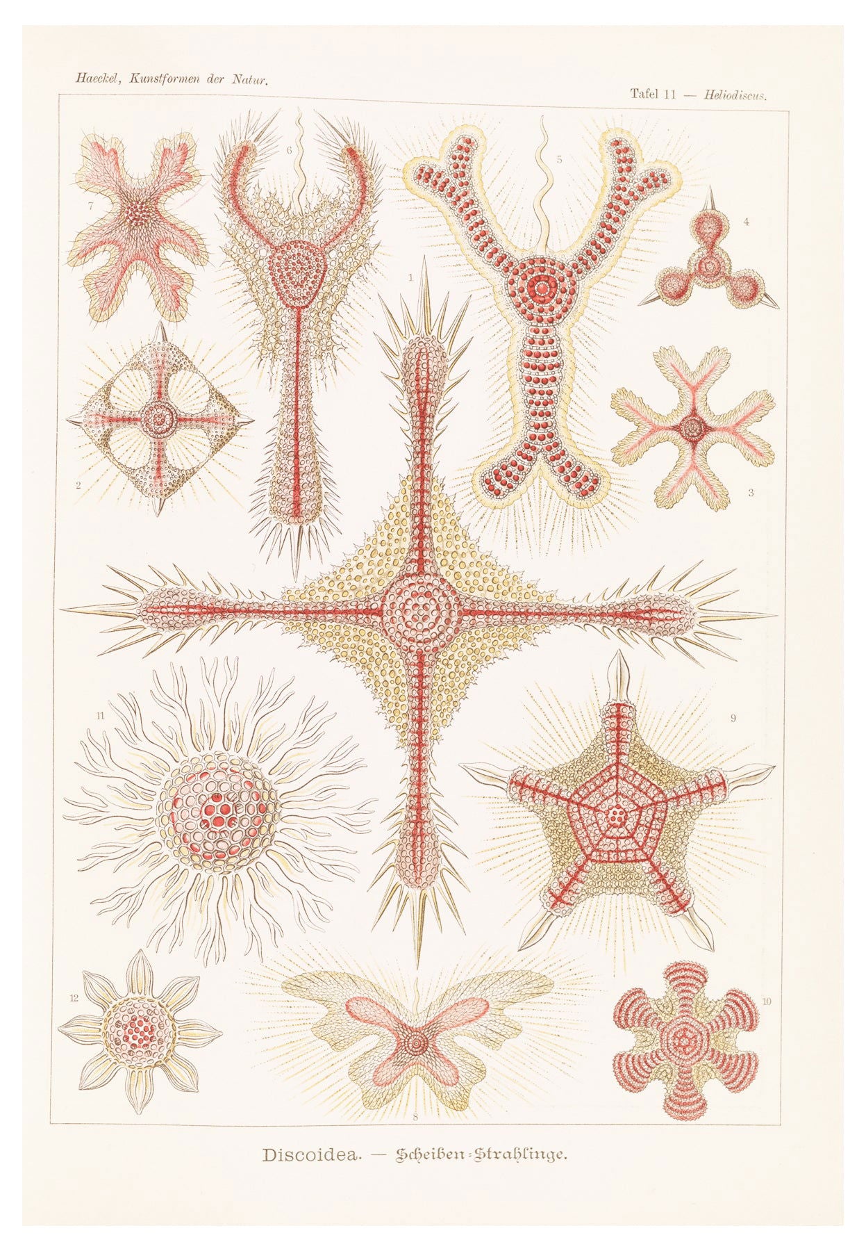 Ernst Haeckel - Discoidea 'Scheiben-Strahlinge' - Hakyarts