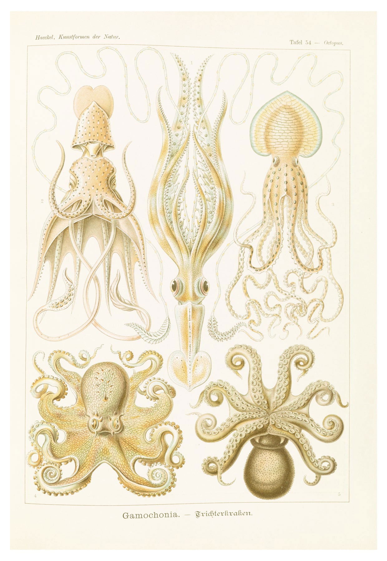 Ernst Haeckel - Gamochonia 'Trichterkraken' - Hakyarts