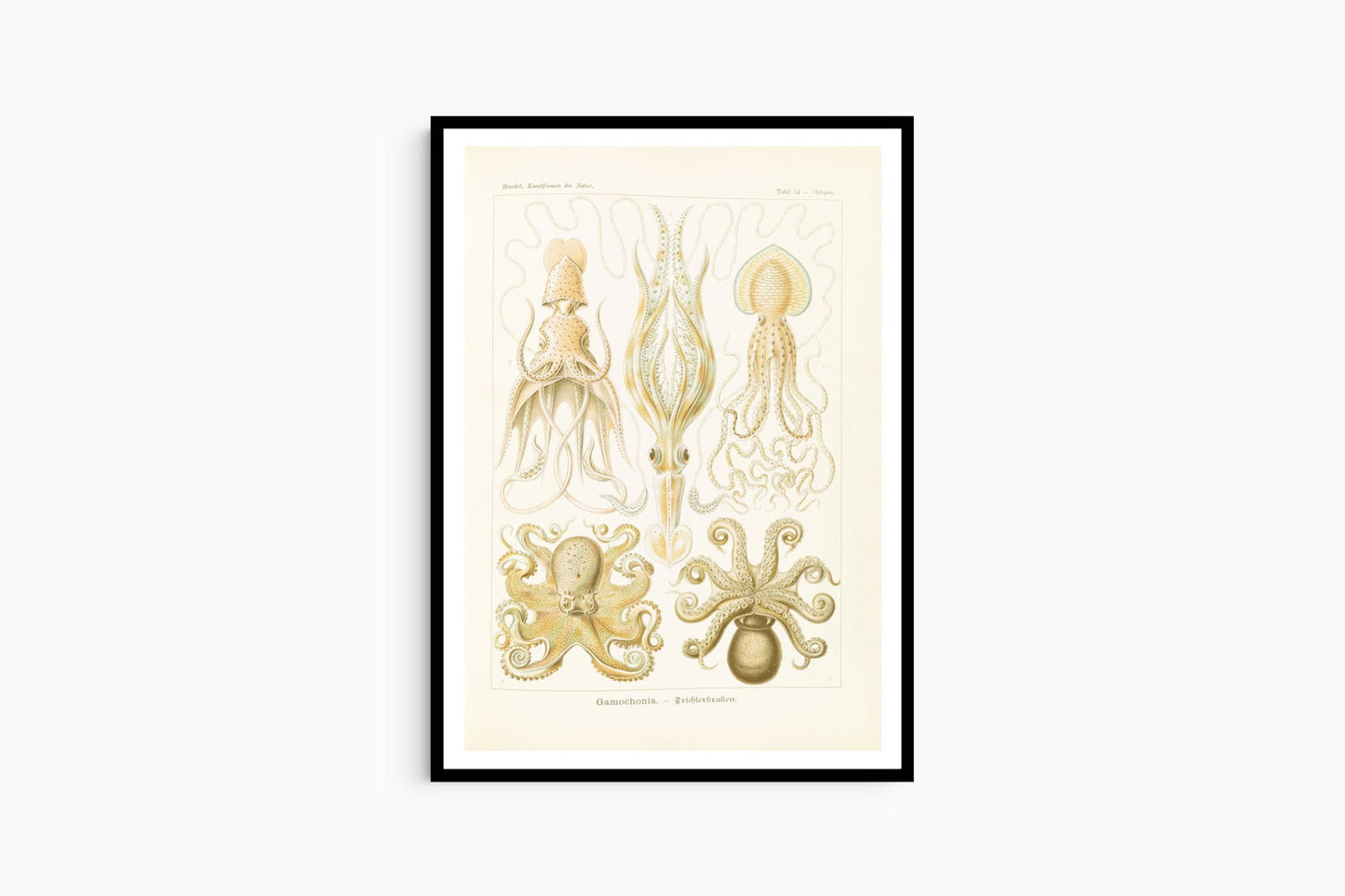 Ernst Haeckel - Gamochonia 'Trichterkraken' - Hakyarts