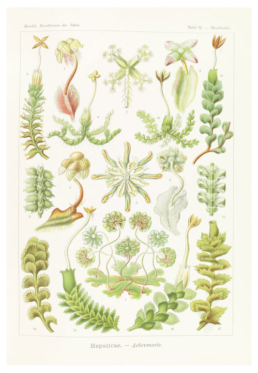 Ernst Haeckel - Hepaticae 'Lebermoose' - Hakyarts