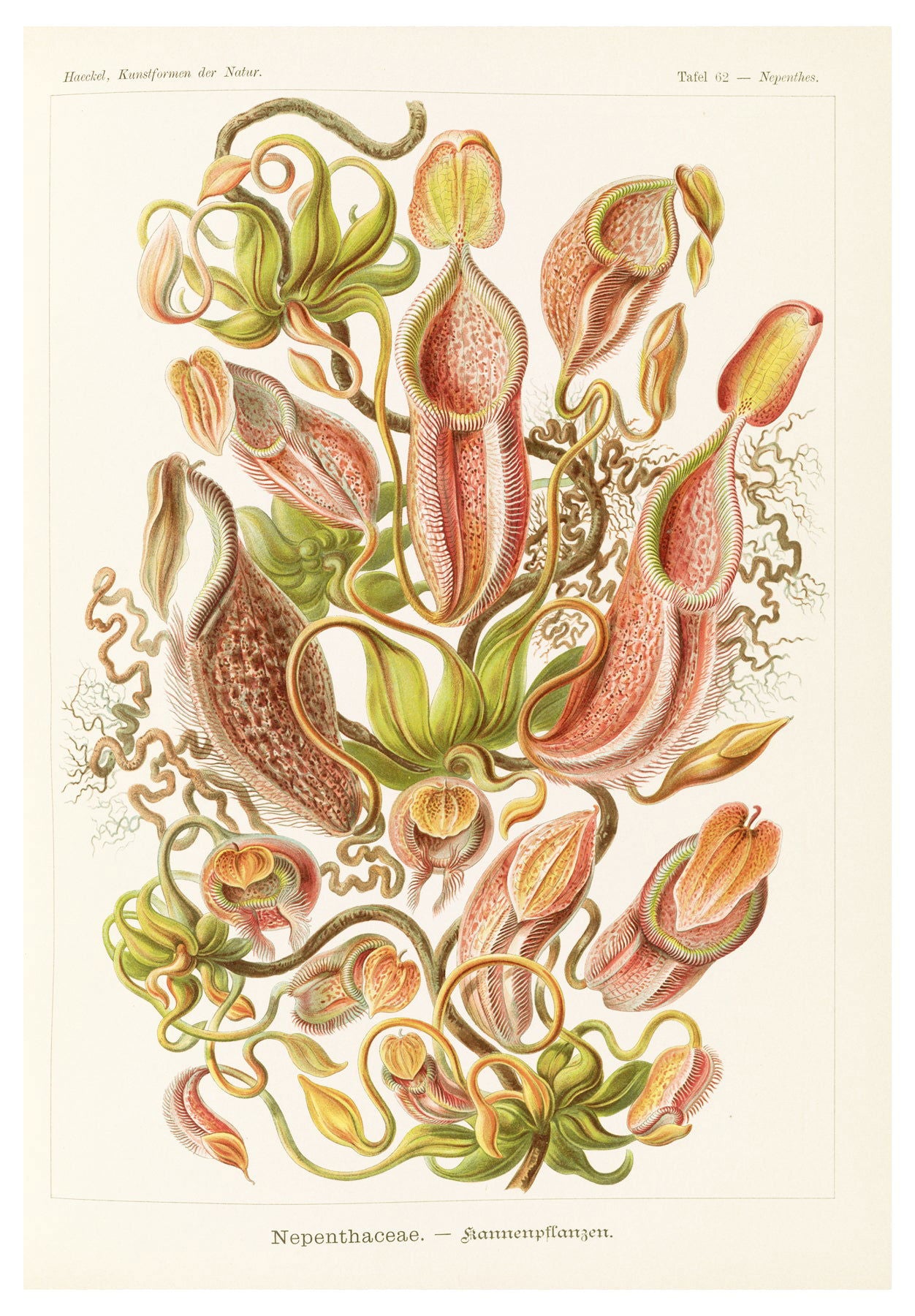 Ernst Haeckel - Nepenthaceae 'Kannenpflanzen' - Hakyarts