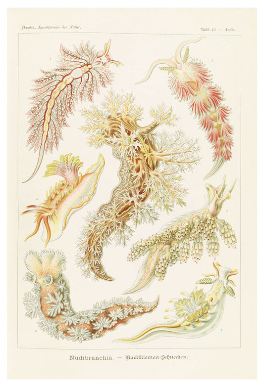 Ernst Haeckel - Nudibranchia 'Nacktkiemen-Schnecken' - Hakyarts