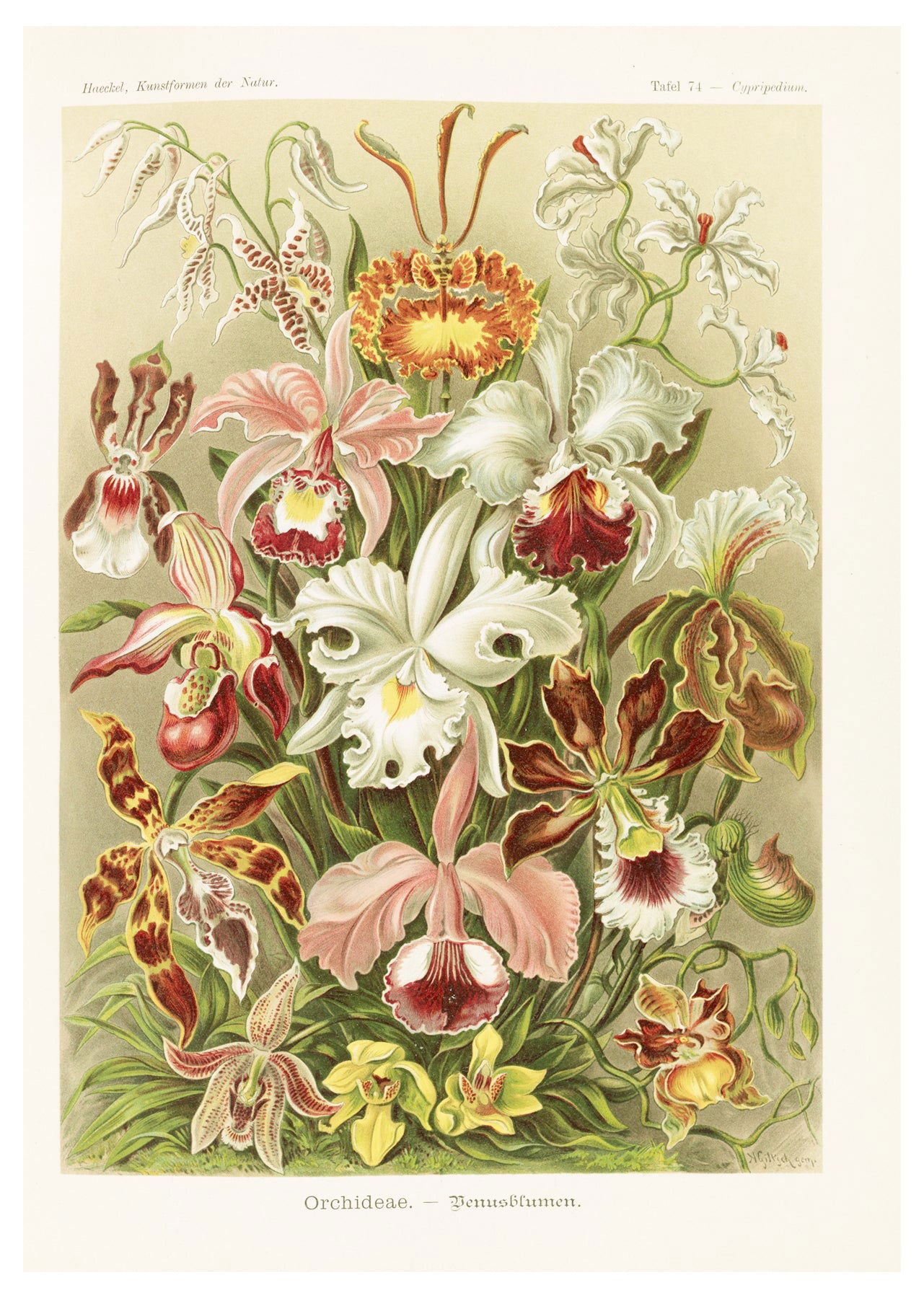 Ernst Haeckel - Orchideae 'Denusblumen' - Hakyarts