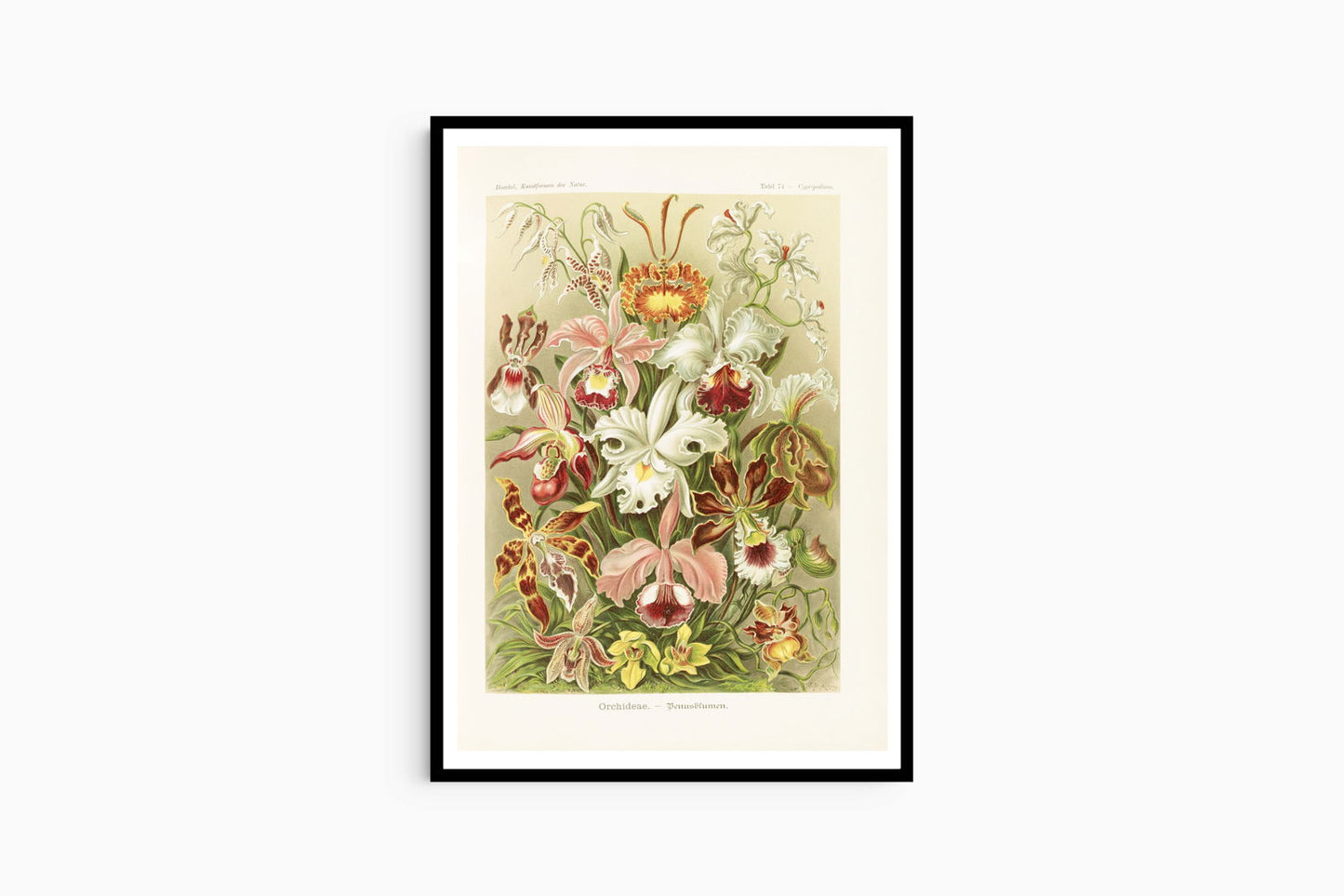 Ernst Haeckel - Orchideae 'Denusblumen' - Hakyarts