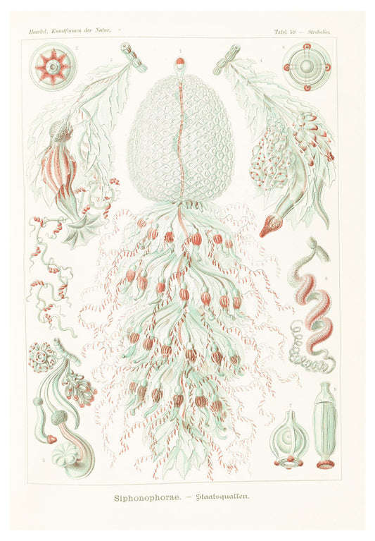 Ernst Haeckel - Siphonophorae 'Staatsquallen' - Hakyarts