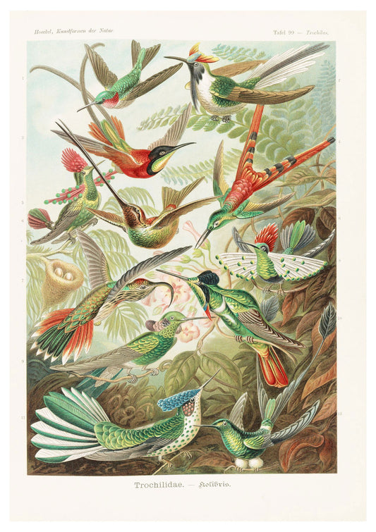 Ernst Haeckel - Trochilidae 'Kolibris' - Hakyarts