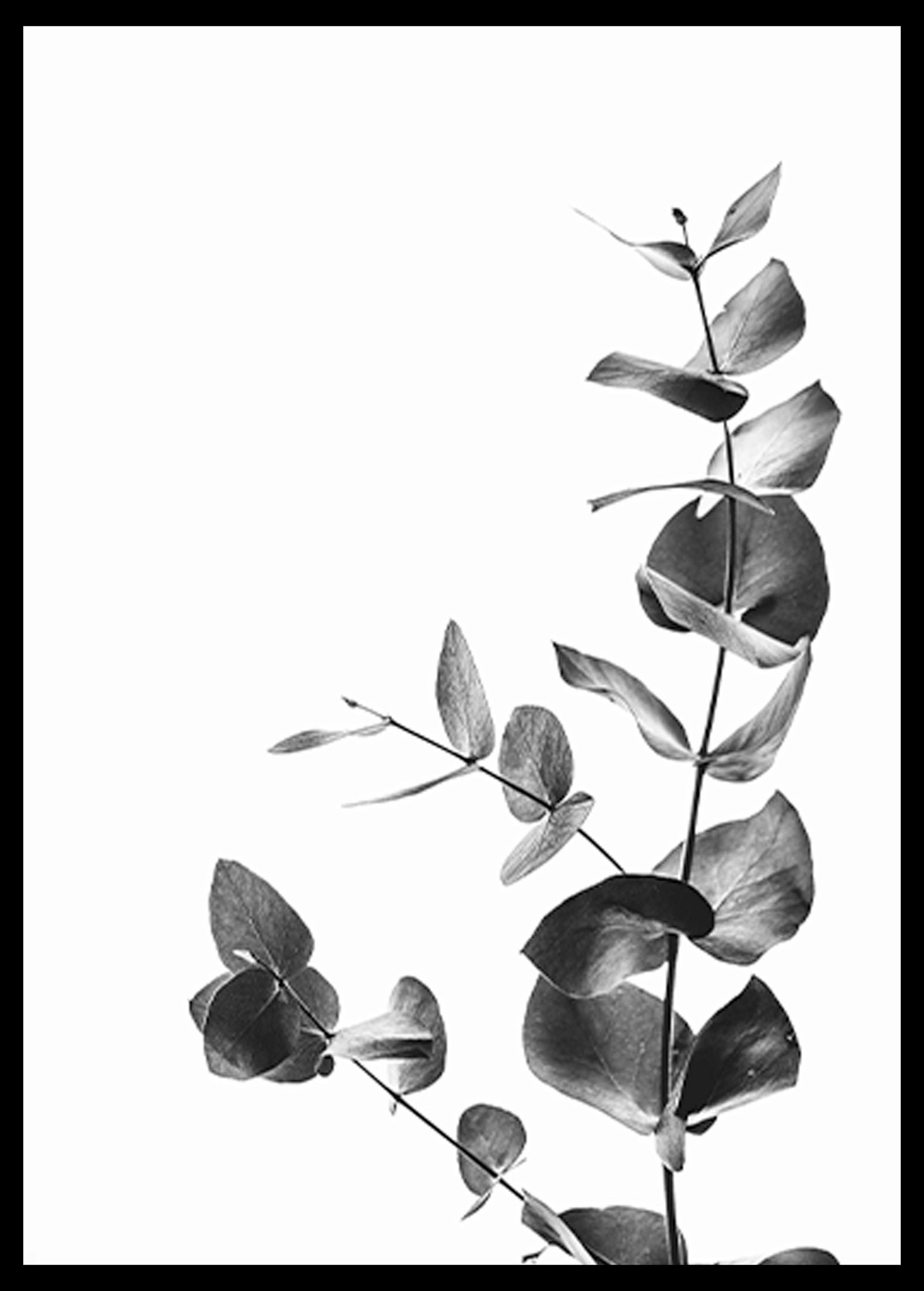 Eucalyptus No 1 Poster - Hakyarts