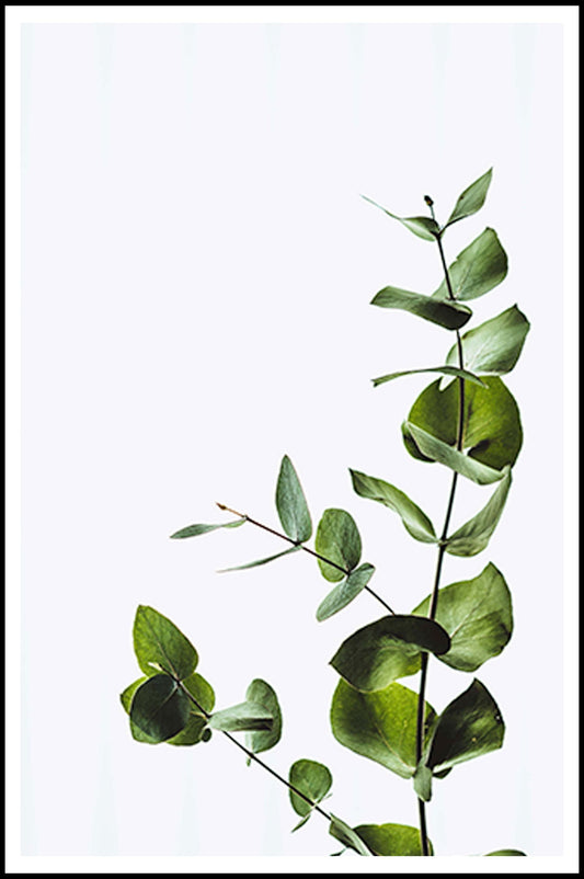 Eucalyptus No 2 Poster - Hakyarts