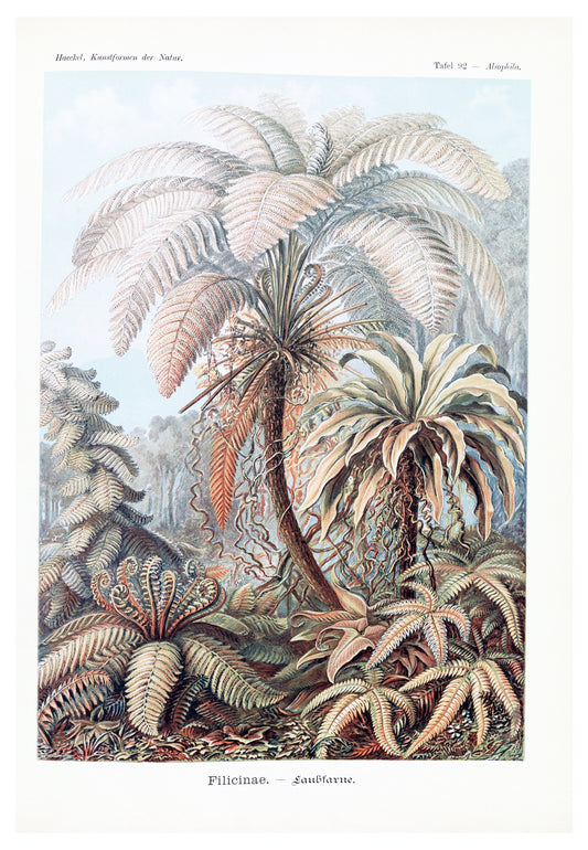 Ernst Haeckel - Filicinae 'Laubfarne'