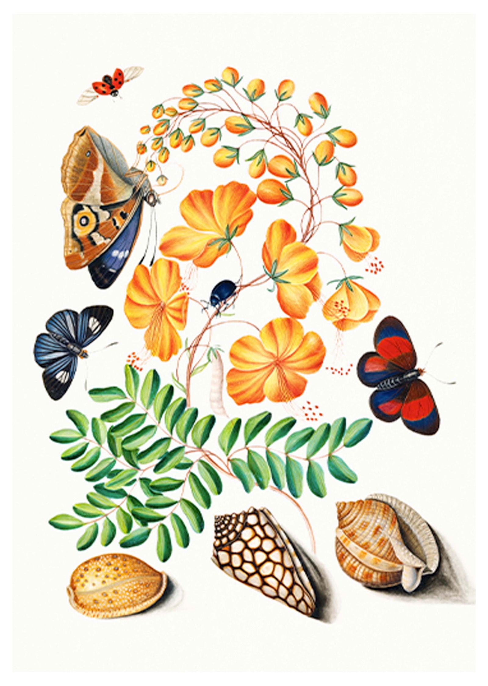 Flowers and Butterflies Poster - Hakyarts