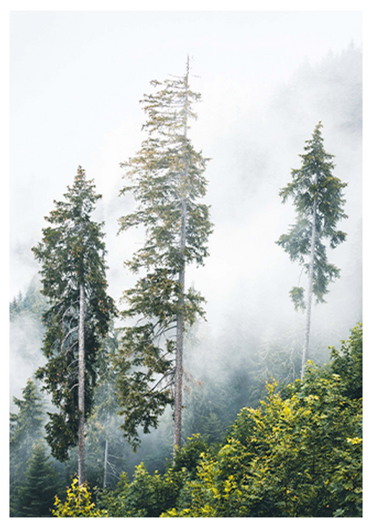 Foggy Trees Poster - Hakyarts