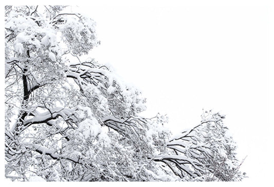 Frozen Winter Trees Poster - Hakyarts