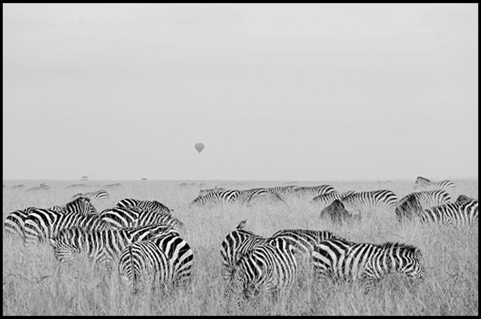 Gazing Zebras Poster - Hakyarts