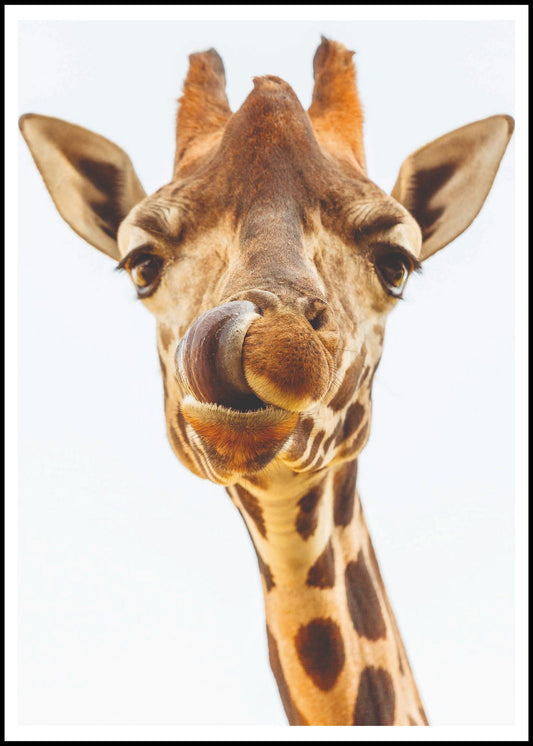 Giraffe Selfie - Hakyarts