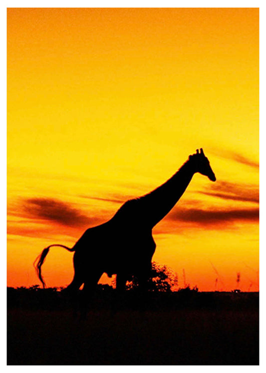 Giraffes and Sunset Poster - Hakyarts