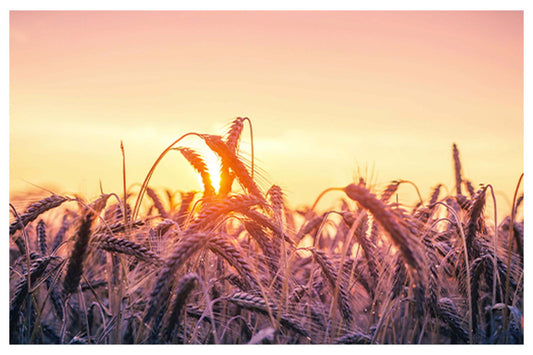 Golden Sunset Wheat Poster - Hakyarts