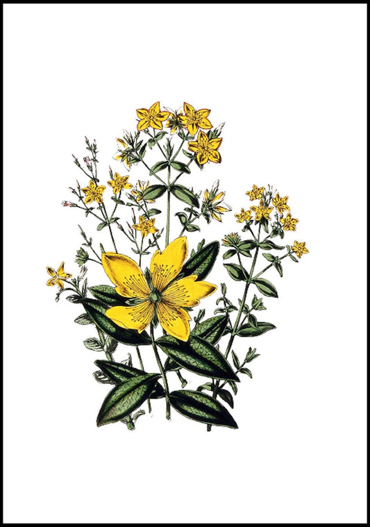 Jane Loudon - Large Flowered St. Johns Wort - Hakyarts