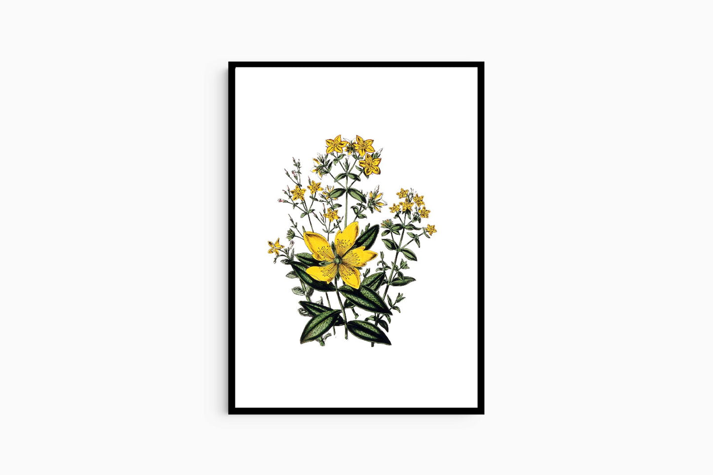 Jane Loudon - Large Flowered St. Johns Wort - Hakyarts