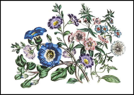 Jane Loudon - The Ladies' Flower-Garden of Ornamental Annuals - Hakyarts