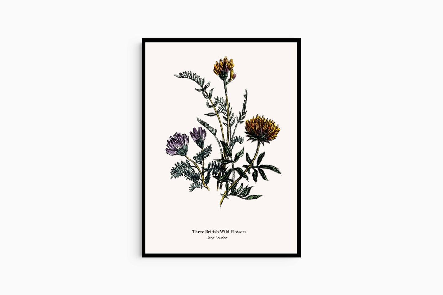 Jane Loudon - Three British Wild Flowers Poster - Hakyarts