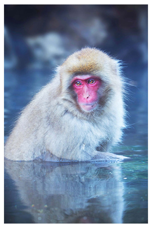 Japanese Macaque Poster - Hakyarts